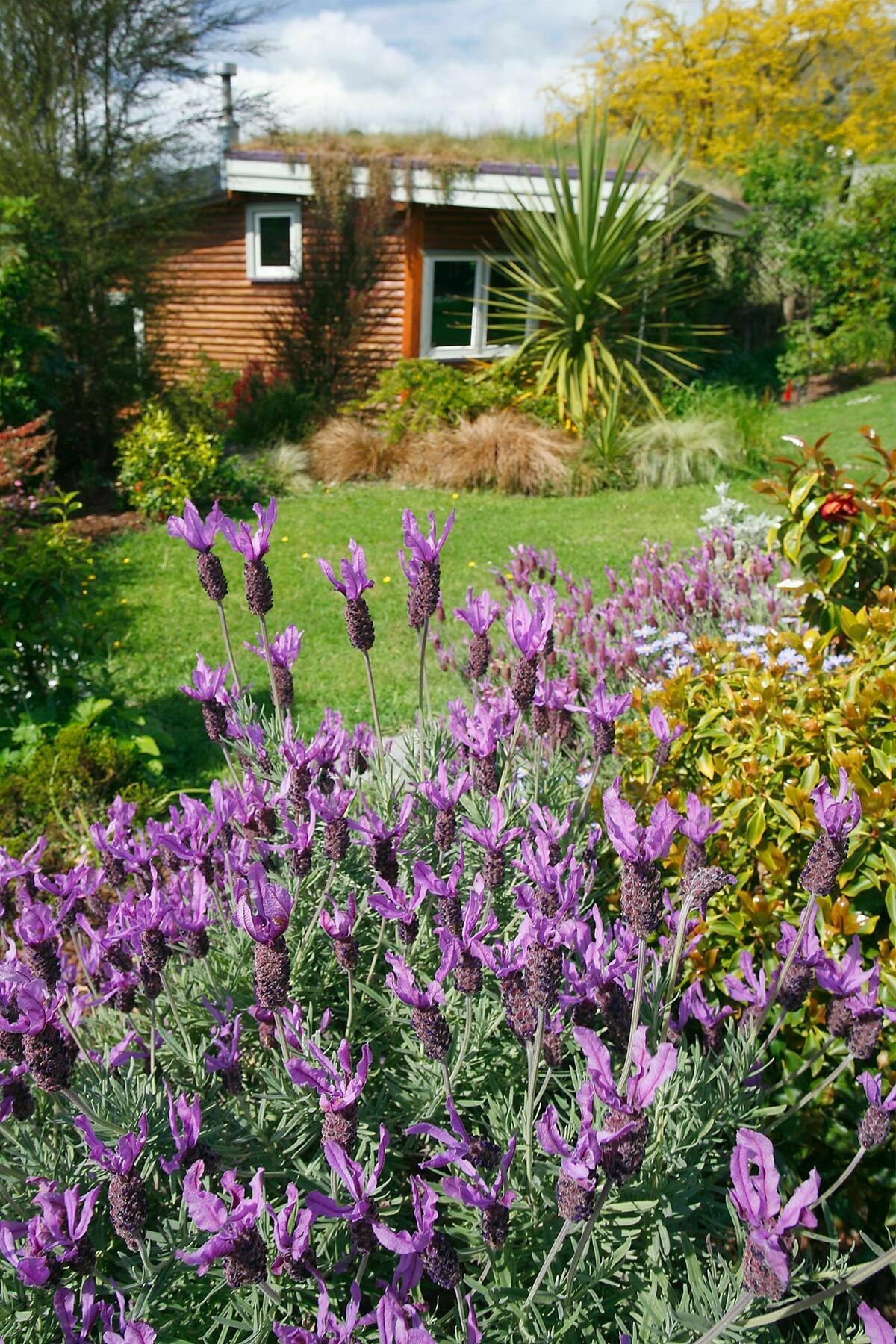 Joya Garden & Villa Studios Nelson Buitenkant foto